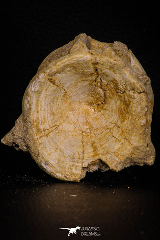 07642 - Top Beautiful 2.90 Inch Enchodus libycus Vertebra Bone Late Cretaceous