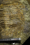 22085 - Huge 12.99 Inch Acadoparadoxides levisetti Cambrian Trilobite