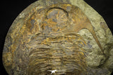 22085 - Huge 12.99 Inch Acadoparadoxides levisetti Cambrian Trilobite