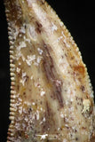 05160 - Nice Serrated 0.63 Inch Abelisaur Dinosaur Tooth Cretaceous KemKem Beds