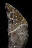 20686 - Extremely Rare 2.24 Inch Pappocetus lugardi (Whale Ancestor) Incisor Rooted Tooth
