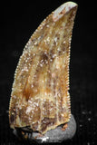 05160 - Nice Serrated 0.63 Inch Abelisaur Dinosaur Tooth Cretaceous KemKem Beds