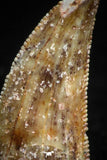 05160 - Nice Serrated 0.63 Inch Abelisaur Dinosaur Tooth Cretaceous KemKem Beds