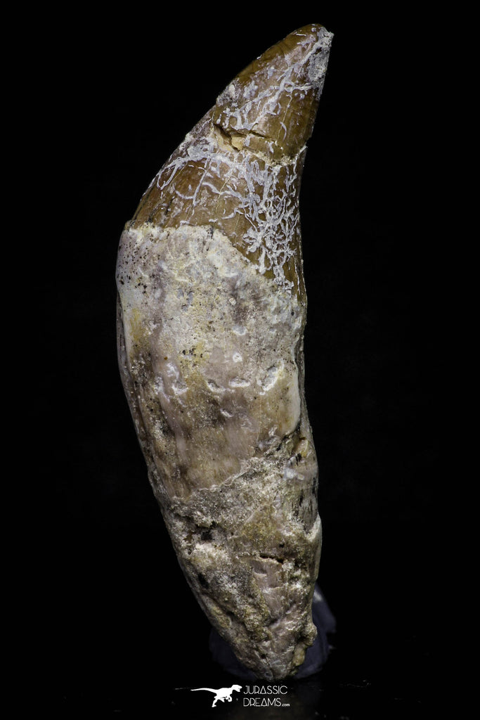 20687 - Extremely Rare 2.23 Inch Pappocetus lugardi (Whale Ancestor) Incisor Rooted Tooth