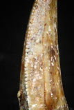 05160 - Nice Serrated 0.63 Inch Abelisaur Dinosaur Tooth Cretaceous KemKem Beds