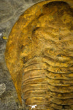 22086 - Finest Grade 6.30 Inch Cambropallas telesto Middle Cambrian Trilobite