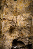 07642 - Top Beautiful 2.90 Inch Enchodus libycus Vertebra Bone Late Cretaceous