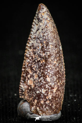 05161 - Nice Serrated 0.64 Inch Abelisaur Dinosaur Tooth Cretaceous KemKem Beds