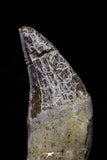 20687 - Extremely Rare 2.23 Inch Pappocetus lugardi (Whale Ancestor) Incisor Rooted Tooth