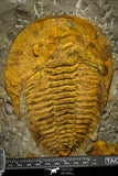 22086 - Finest Grade 6.30 Inch Cambropallas telesto Middle Cambrian Trilobite