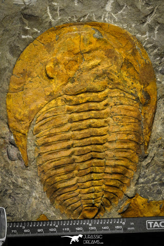 22086 - Finest Grade 6.30 Inch Cambropallas telesto Middle Cambrian Trilobite