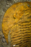 22086 - Finest Grade 6.30 Inch Cambropallas telesto Middle Cambrian Trilobite