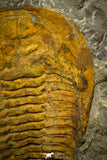 22086 - Finest Grade 6.30 Inch Cambropallas telesto Middle Cambrian Trilobite
