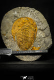 22086 - Finest Grade 6.30 Inch Cambropallas telesto Middle Cambrian Trilobite