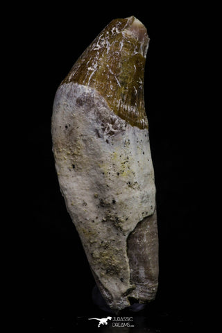 20688 - Extremely Rare 2.17 Inch Pappocetus lugardi (Whale Ancestor) Incisor Rooted Tooth