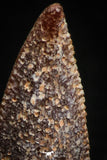 05161 - Nice Serrated 0.64 Inch Abelisaur Dinosaur Tooth Cretaceous KemKem Beds