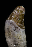 20688 - Extremely Rare 2.17 Inch Pappocetus lugardi (Whale Ancestor) Incisor Rooted Tooth
