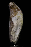 20688 - Extremely Rare 2.17 Inch Pappocetus lugardi (Whale Ancestor) Incisor Rooted Tooth