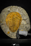 22086 - Finest Grade 6.30 Inch Cambropallas telesto Middle Cambrian Trilobite
