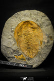 22086 - Finest Grade 6.30 Inch Cambropallas telesto Middle Cambrian Trilobite