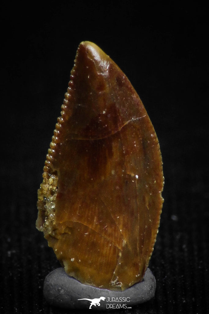 05162 - Nice Serrated 0.49 Inch Abelisaur Dinosaur Tooth Cretaceous KemKem Beds