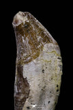 20688 - Extremely Rare 2.17 Inch Pappocetus lugardi (Whale Ancestor) Incisor Rooted Tooth