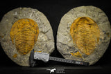 22086 - Finest Grade 6.30 Inch Cambropallas telesto Middle Cambrian Trilobite