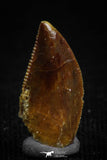 05162 - Nice Serrated 0.49 Inch Abelisaur Dinosaur Tooth Cretaceous KemKem Beds