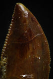 05162 - Nice Serrated 0.49 Inch Abelisaur Dinosaur Tooth Cretaceous KemKem Beds