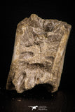 07643 - Top Beautiful 2.77 Inch Enchodus libycus Vertebra Bone Late Cretaceous