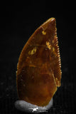 05162 - Nice Serrated 0.49 Inch Abelisaur Dinosaur Tooth Cretaceous KemKem Beds