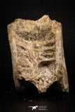 07643 - Top Beautiful 2.77 Inch Enchodus libycus Vertebra Bone Late Cretaceous