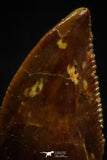 05162 - Nice Serrated 0.49 Inch Abelisaur Dinosaur Tooth Cretaceous KemKem Beds