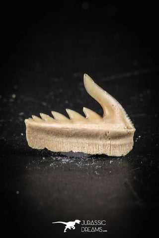 88580 - Top Quality Preserved 0.56 Inch Weltonia ancistrodon Shark Tooth