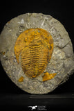 22086 - Finest Grade 6.30 Inch Cambropallas telesto Middle Cambrian Trilobite