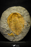 22086 - Finest Grade 6.30 Inch Cambropallas telesto Middle Cambrian Trilobite