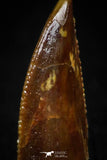 05162 - Nice Serrated 0.49 Inch Abelisaur Dinosaur Tooth Cretaceous KemKem Beds