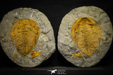22086 - Finest Grade 6.30 Inch Cambropallas telesto Middle Cambrian Trilobite