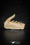 88580 - Top Quality Preserved 0.56 Inch Weltonia ancistrodon Shark Tooth