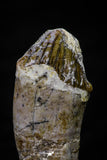 20689 -  Extremely Rare 1.71 Inch Pappocetus lugardi (Whale Ancestor) Incisor Rooted Tooth