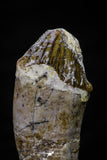20689 -  Extremely Rare 1.71 Inch Pappocetus lugardi (Whale Ancestor) Incisor Rooted Tooth