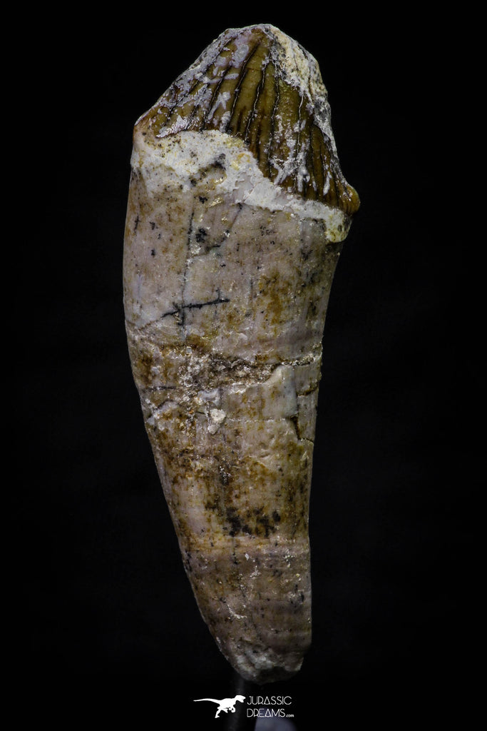 20689 -  Extremely Rare 1.71 Inch Pappocetus lugardi (Whale Ancestor) Incisor Rooted Tooth