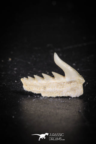 88581 - Top Quality Preserved 0.53 Inch Weltonia ancistrodon Shark Tooth