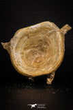 07644 - Top Beautiful 3.19 Inch Enchodus libycus Vertebra Bone Late Cretaceous