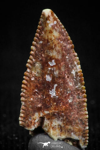 05163 - Nice Serrated 0.51 Inch Abelisaur Dinosaur Tooth Cretaceous KemKem Beds