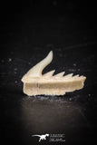 88581 - Top Quality Preserved 0.53 Inch Weltonia ancistrodon Shark Tooth