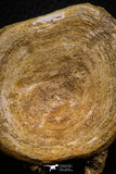 07644 - Top Beautiful 3.19 Inch Enchodus libycus Vertebra Bone Late Cretaceous