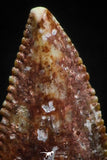 05163 - Nice Serrated 0.51 Inch Abelisaur Dinosaur Tooth Cretaceous KemKem Beds