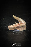88582 - Top Quality Preserved 0.50 Inch Weltonia ancistrodon Shark Tooth
