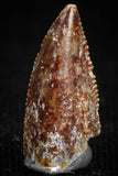 05163 - Nice Serrated 0.51 Inch Abelisaur Dinosaur Tooth Cretaceous KemKem Beds